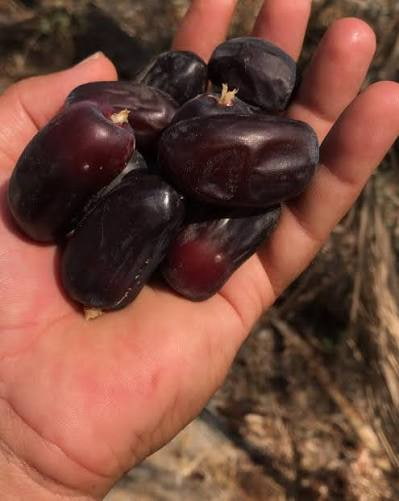 تصویر 3 از خرما مضافتی بسته بندی با ظاهر آراسته و چیدمان استاندارد